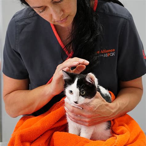 Careers In Animal Rescue - animalopl