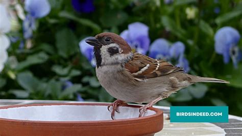How To Attract Sparrows To Your Yard 7 Proven Ways Birds Indeed