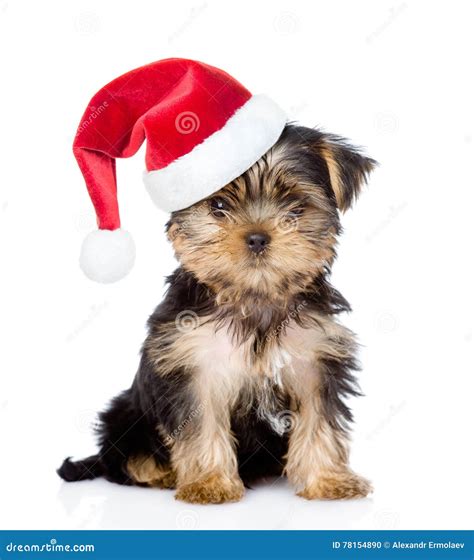 Yorkshire Terrier Puppy In Red Santa Hat Looking At Camera On White