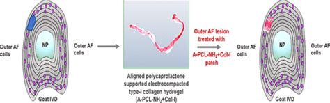 A Polycaprolactone Pcl Supported Electrocompacted Aligned Collagen