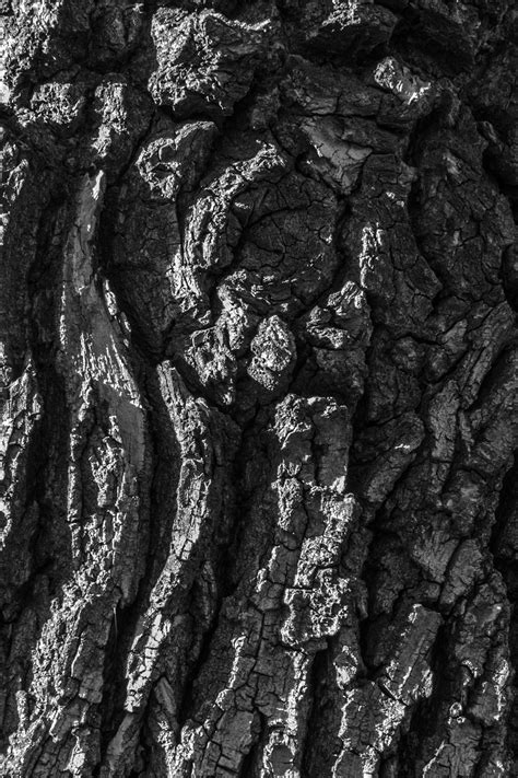 Textures Tree Bark On Behance