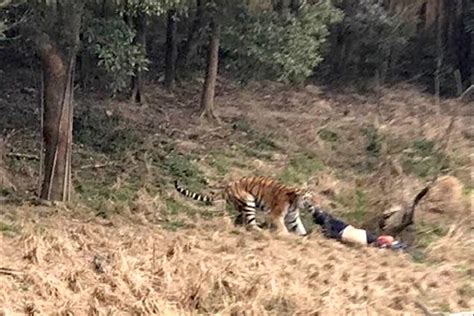 Homem morto por tigre em frente à família em na China ZAP
