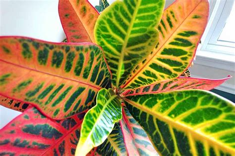Dwarf cultivars will grow to only 3 ft (90 cm) tall. Red And Green Leaf Houseplant | Leafandtrees.org