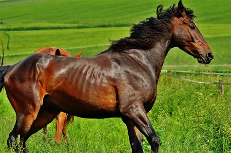 Free Images Nature Grass Meadow Green Pasture Brown Stallion