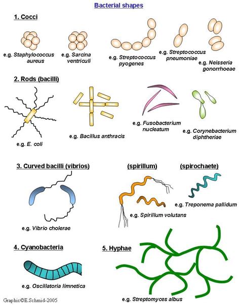 Bacterial Morphology Medical Laboratory Science Microbiology