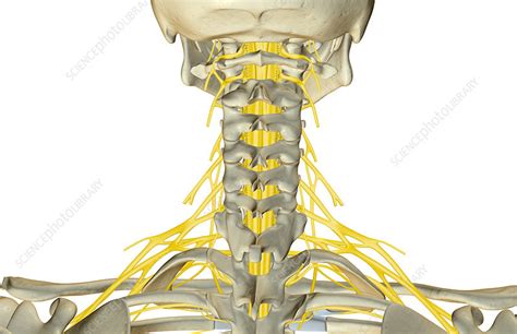 Back Of Neck Nerves Anatomy The Nerves Of The Neck Stock Image