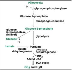 Glycogenolysis Google Search Biochemistry Physiology Anatomy And