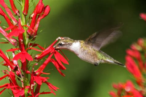 Female Ruby Throated Hummingbird And Cardinal Flower Photo By Larry