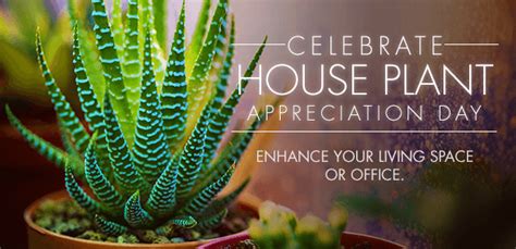 How To Celebrate Houseplant Appreciation Day Julias Florist