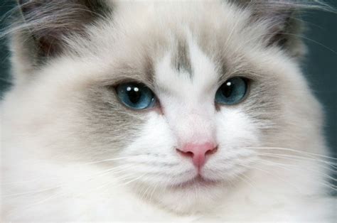 Cat associations that recognize the ragamuffin are the united feline organization—the first to do so—the american cat fanciers association, the some of the differences between the ragamuffin and the ragdoll are seen in the face. Ragdoll Breed Information and Photos | ThriftyFun