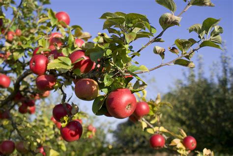 Ua Professor To Photograph Worlds Last Wild Apple Forests Uanews