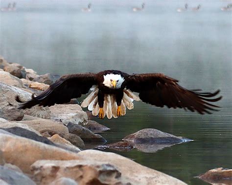 Mountain Eagle Schoharie