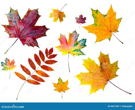 Autumn Colored Leaves Royalty Free Stock Images Image 6667469