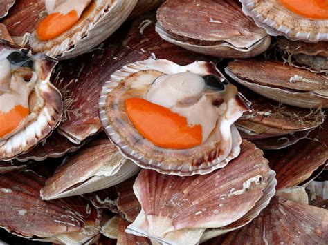 Copieux segment la frange coquilles st jacques congelées au four À