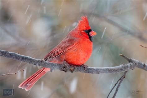 Snowy Cardinal Arlington Virginia Focus Gallery Frankfort Michigan