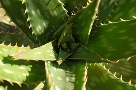 aloe barbadensis miller proficient garden