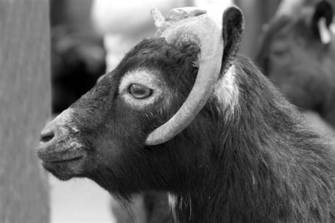 Free Images Black And White Wildlife Goat Zoo Horn Fauna Close