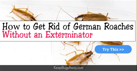 The german cockroach (blattella germanica) is a true nightmare, as it is difficult to eliminate and multiplies in speed and quantity much more than another type of cockroach. How to Get Rid of German Roaches Without an Exterminator | How to get rid, German cockroach ...