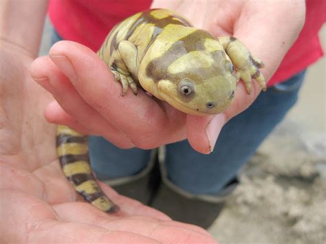 Although we gave some information about salamanders, you may want to dig deeper to. Wyoming designates tough salamander as state amphibian ...