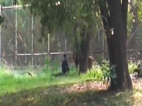 Man Jumps Into Lion Enclosure At Delhi Zoo Rescued News 7