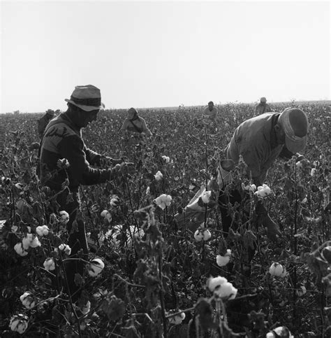 Cotton Pickers Working In Field — Calisphere