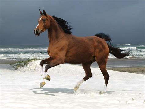 Finally, a prefab horse barn built especially for smaller equines. Beautiful Pictures Of Horses On The Shore