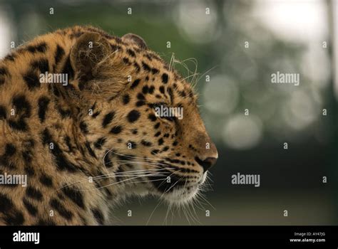 Female Amur Leopard Resident At The Wildlife Heritage Foundation One