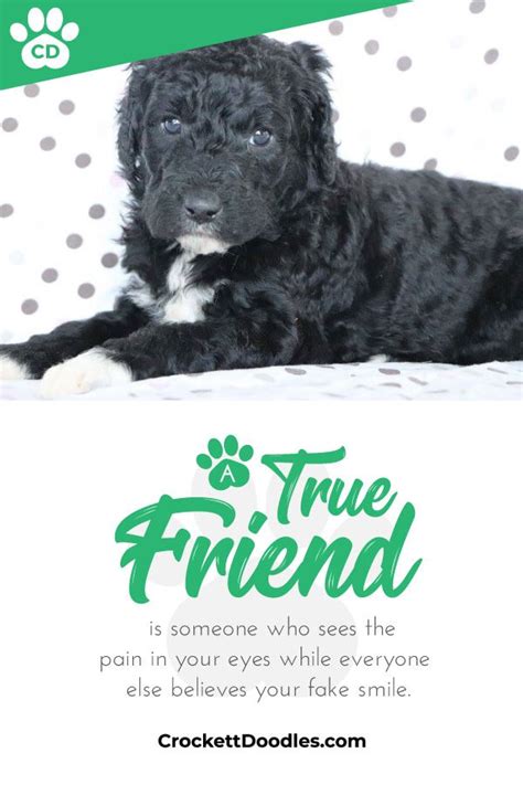 Toy, mini, and standard aussiedoodle, sheepadoodle, and bernedoodle puppies for sale. Gorgeous black doodle pup from www.CrockettDoodles.com ...