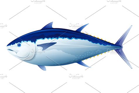 Bluefin Tuna Fish Custom Designed Illustrations Creative Market