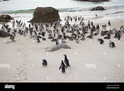 Penguins Boulders Beach Cape Town South Africa Stock Photo Alamy