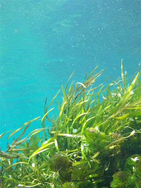 Researchers Find Seaweed Helps Trap Carbon Dioxide In Sediment