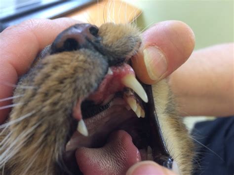 Rodent Ulcers Sores On A Cats Mouth From An Allergic Reaction