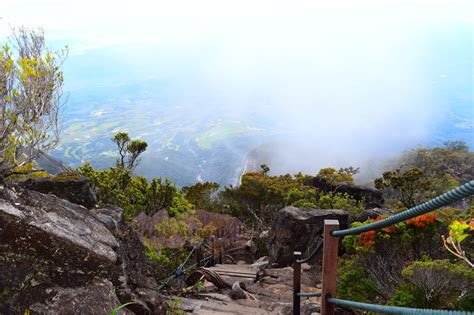 Maybe you would like to learn more about one of these? Tumbuhan Di Gunung Kinabalu - Unni Anje