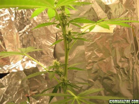 Miracle Grow Pros And Cons 420 Magazine