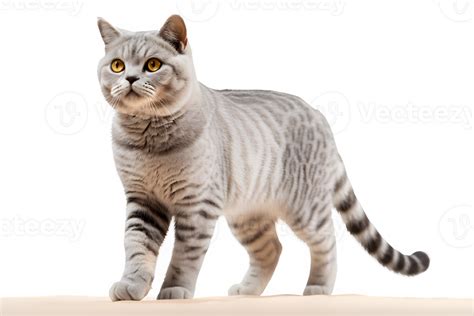 Gray Fluffy Cat Png British Short Hair Cat Isolated On Transparent