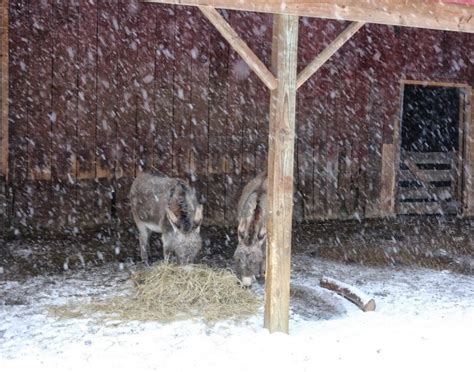 How My Donkeys Trained Me Bedlam Farm