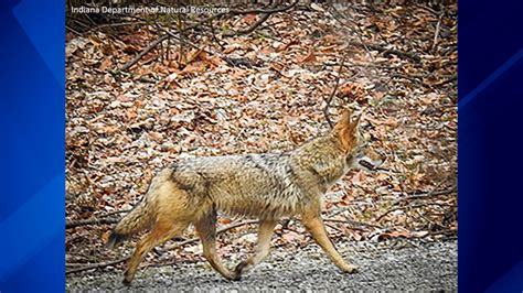 Winter Coyote Sightings In Urban Areas No Cause For Alarm Says