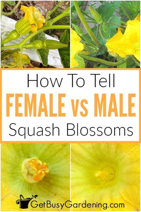 How To Tell The Difference Between Female Male Squash Blossoms In Squash Flowers