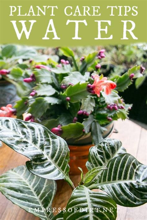 We did not find results for: How Often Should I Water My Houseplants? | Empress of Dirt