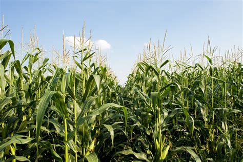 Corn Field Ks Corn