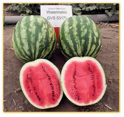 Watermelon Hybrid Gvs F1 Seed Vegetable Seeds