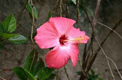 Brazilian Flower Free Photo Download Freeimages