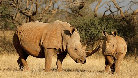 World’s First Ivf Rhino Pregnancy Is Big Step To Saving Species On Brink Of Extinction Iflscience