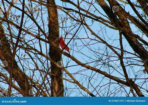 Male Cardinal Singing An Early Morning Tune Stock Image Image Of