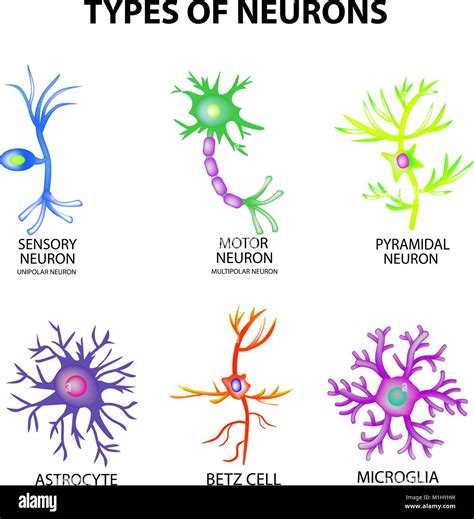 Tipos De Neuronas La Estructura De Las Neuronas Motoras Sensoriales