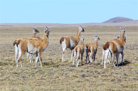 Punta Arenaschile Flora Y Fauna