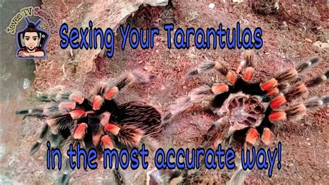 How To Gender Your Tarantula 100 Accurate Way Youtube