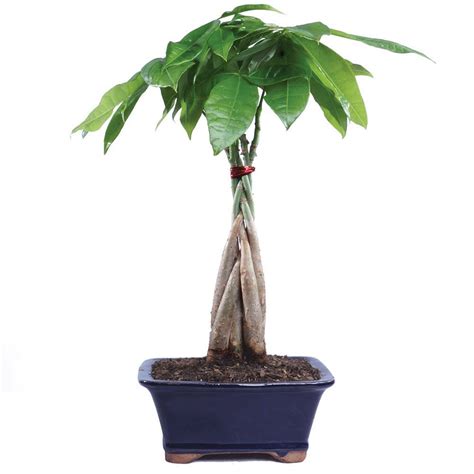 Money Tree Plant Care Growing Plants Indoors Apartment Therapy