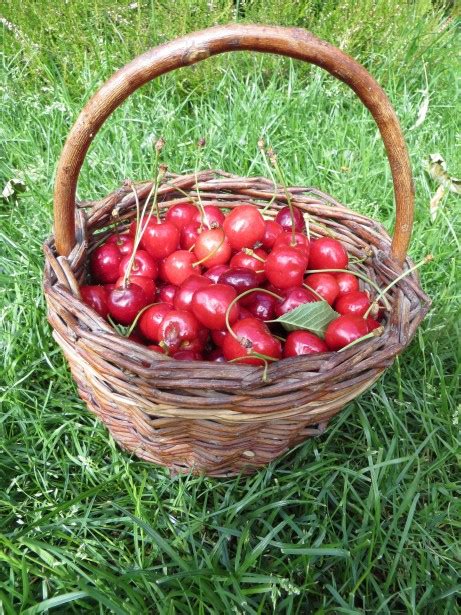 Basket Of Cherries Free Stock Photo Public Domain Pictures