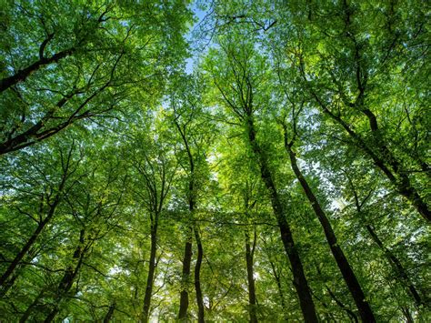 Europes Beech Forests Threatened By Climate Change